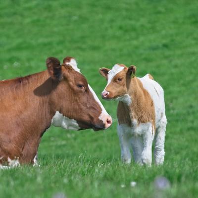 cow and calf