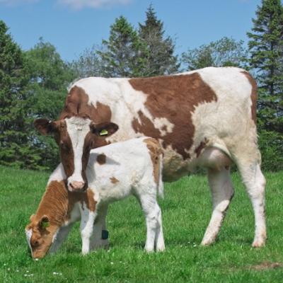 cow with calf at the Ethical Dairy