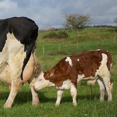 cow with calf