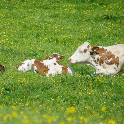 cows in field with buttercups