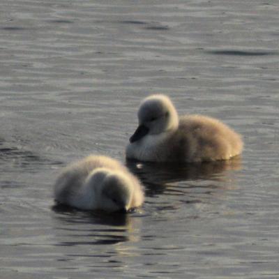 Cygnets at Rainton Farm