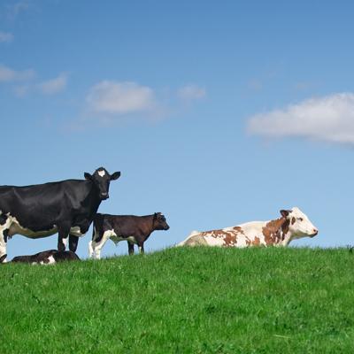 Ethical dairy cows on hill top