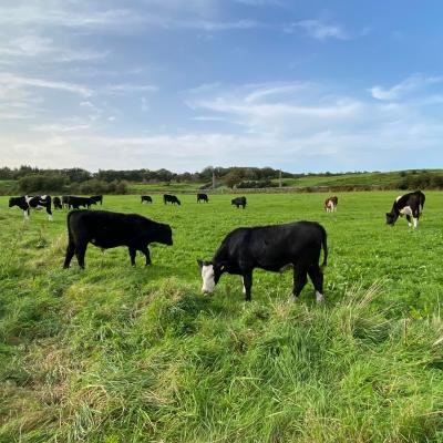 The Ethical Dairy herd grazing in a field