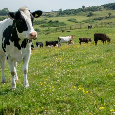 Ethical dairy herd