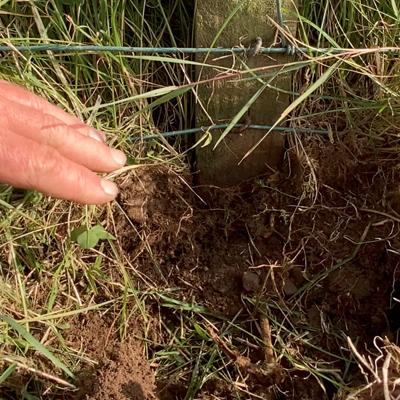 Healthy organic soil in a field at the Ethical Dairy