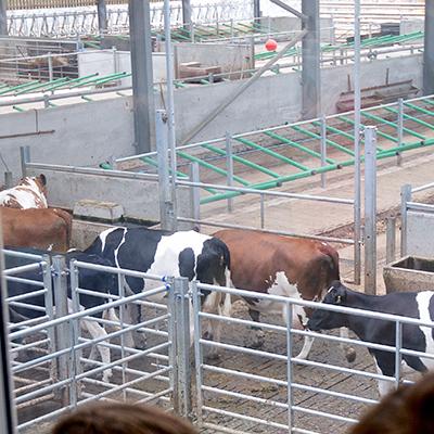 Milking time at the Ethical Dairy