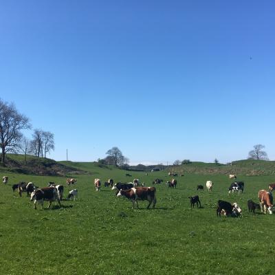 Spring turnout at the Ethical Dairy