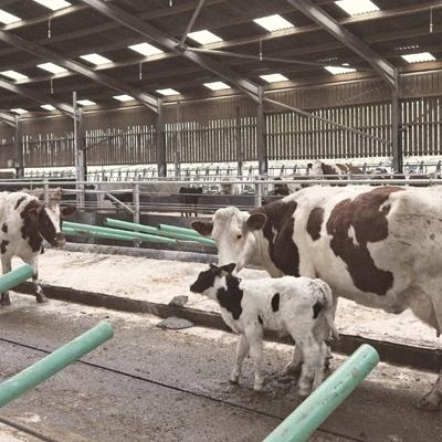 Winter housing at the Ethical Dairy