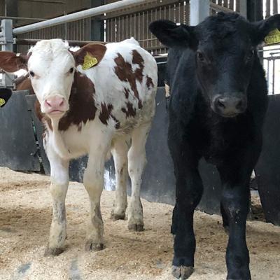 Autumn calved in the calf creep area