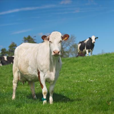 Cows at The Ethical Dairy