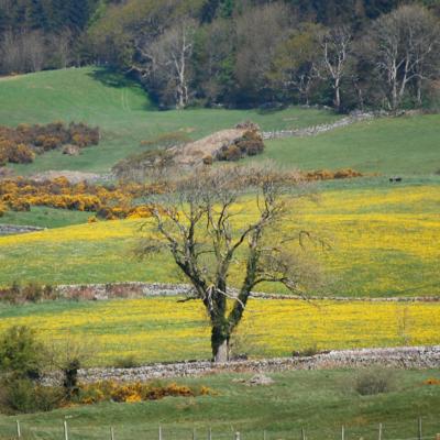 Dandelion fields at The Ethical Dairy