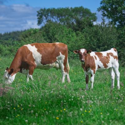 Cow with calf at The Ethical Dairy