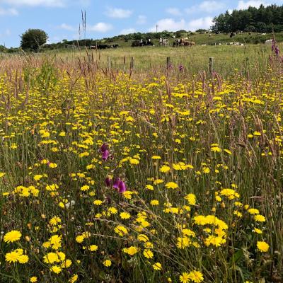 wildflowers at a field edge