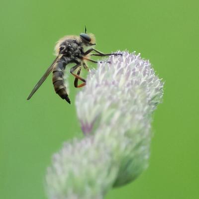 Biodiversity at The Ethical Dairy 