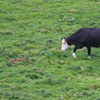 New born calf with mum 