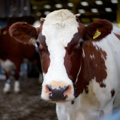 Dairy cow at The Ethical Dairy