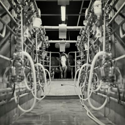 Milking parlour at The Ethical Dairy