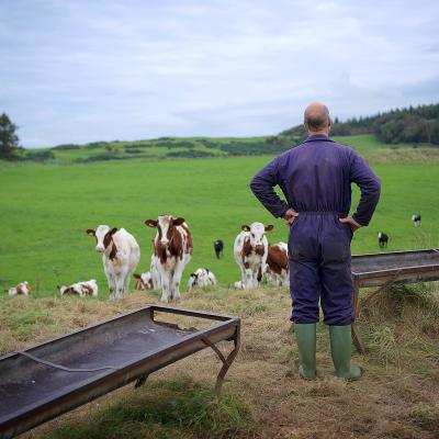 David Finlay with dairy cows 