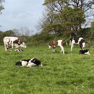 Dairy cows and calves on pasture at The Ethical Dairy