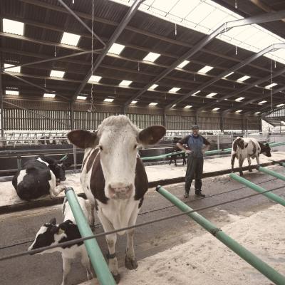 Charles Ellett with cows and calves at The Ethical Dairy