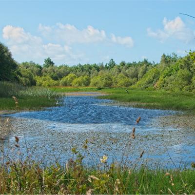 Wildlife pond at The Ethical Dairy and the medicinal leech