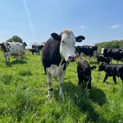 A dairy cow with calf 